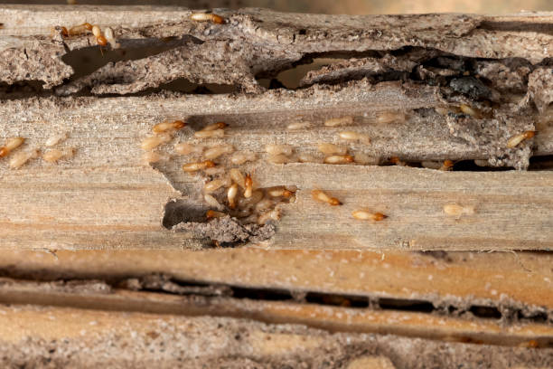 Bird Control in Delhi, CA
